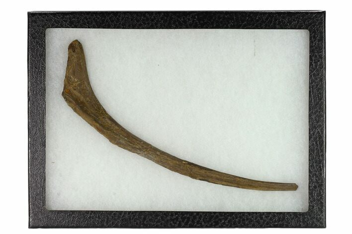 Hadrosaur (Edmontosaurus) Rib Bone - South Dakota #132032